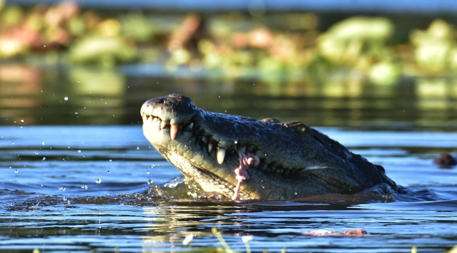 Crocodile feeding