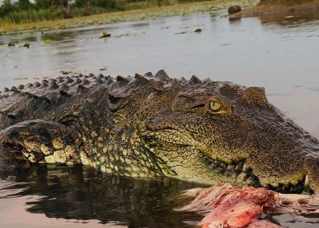 Crocodile portrait