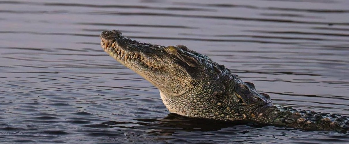 Crocodile swimming